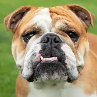 Bulldog Dog Breed Information