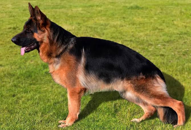 German Shepherd Dog Breed Information & Characteristics